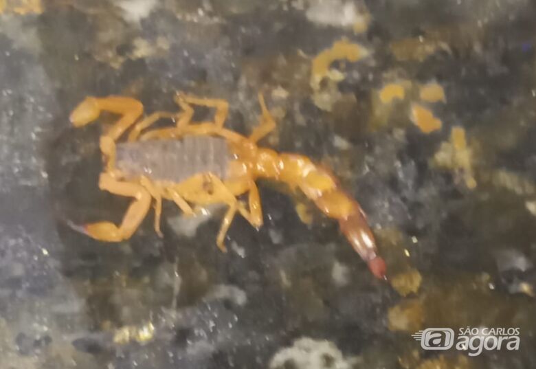 Moradora denuncia escorpiões e cobra limpeza no Douradinho - 