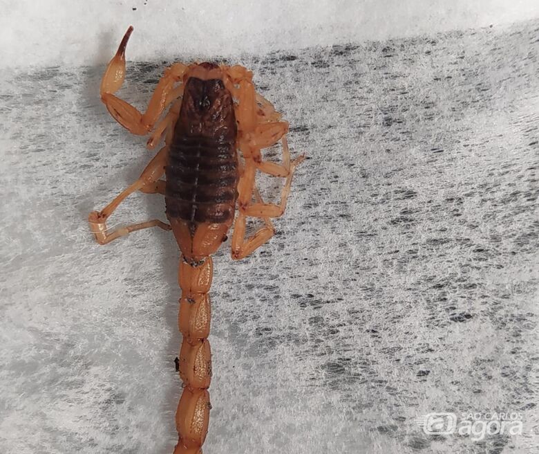 Moradores denunciam aparecimento de escorpiões no Antenor Garcia - 