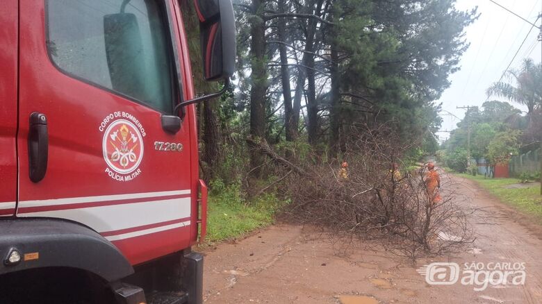 Pinheiro cai e bloqueia rua no Aracê de Santo Antônio em São Carlos - Crédito: Foto: Maycon Maximino/São Carlos Agora
