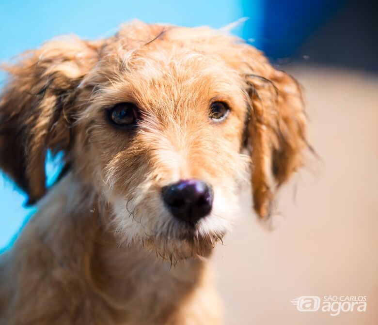 Feira Especial de Natal oferece mais de 280 animais para adoção responsável -
