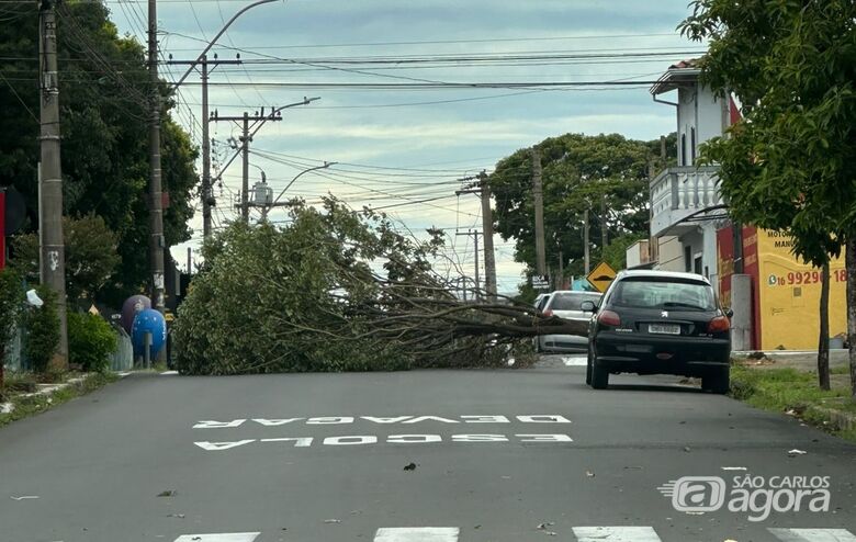 Atenção motoristas: árvore cai na Vila Prado após ventos fortes - 