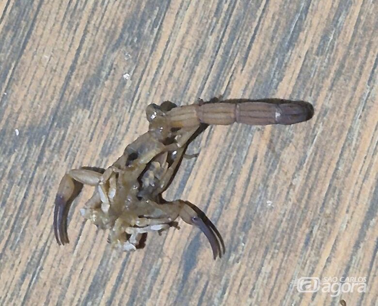 Moradores denunciam infestação de escorpiões amarelos no Jardim Acapulco - 