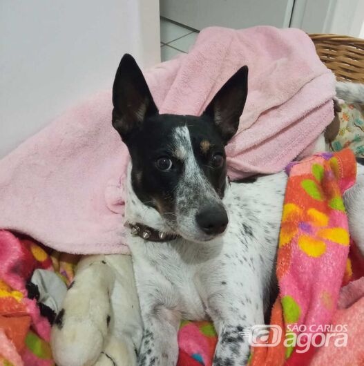 Cachorrinho morre em São Carlos após possível ingestão de caramujo africano e família faz alerta -