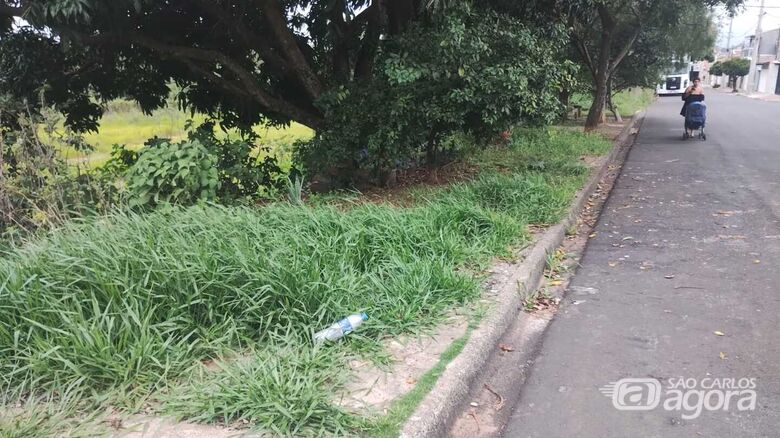 Moradores denunciam infestação de animais peçonhentos  em terreno público próximo a escola infantil - 