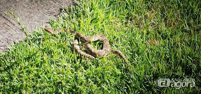 Cobra cascavel capturada - 