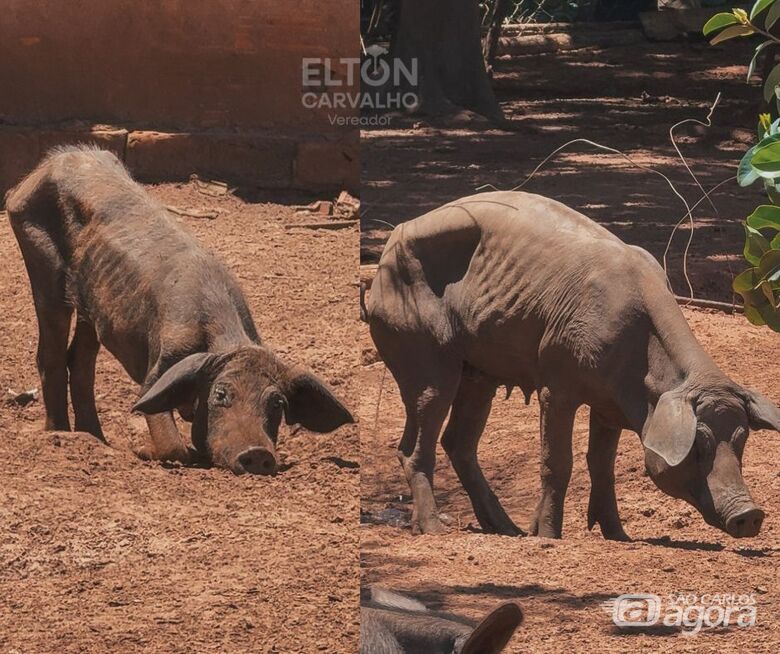 Negligência em criadouro de porcos mobiliza fiscalização através de Elton Carvalho em São Carlos  - Crédito: divulgação