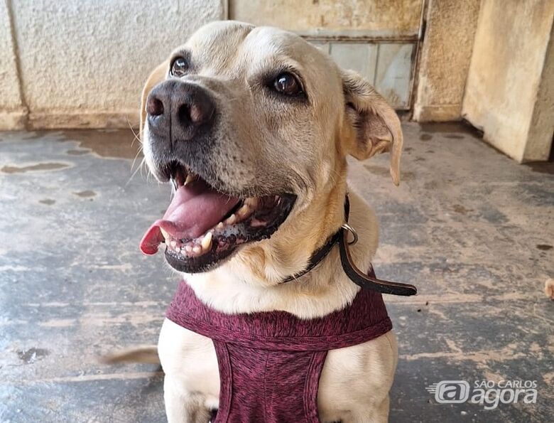 Neste sábado, Iguatemi promove evento de adoção de animais - 