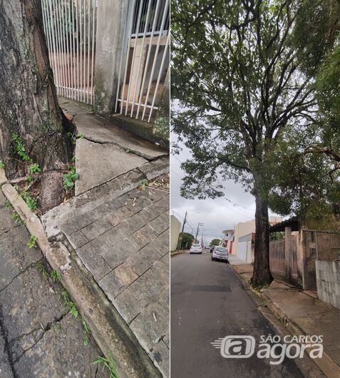 Morador pede corte de árvore alegando risco de queda na Vila Nossa Senhora de Fátima - Crédito: SCA