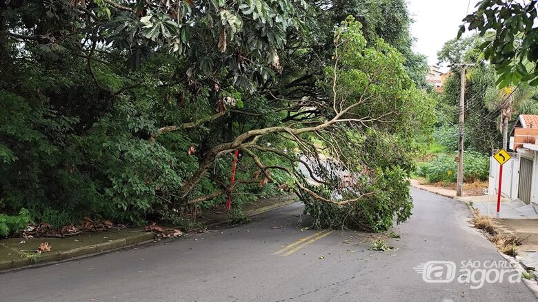 Árvore cai e interdita parcialmente rua no Jardim Cardinali - Crédito: SCA