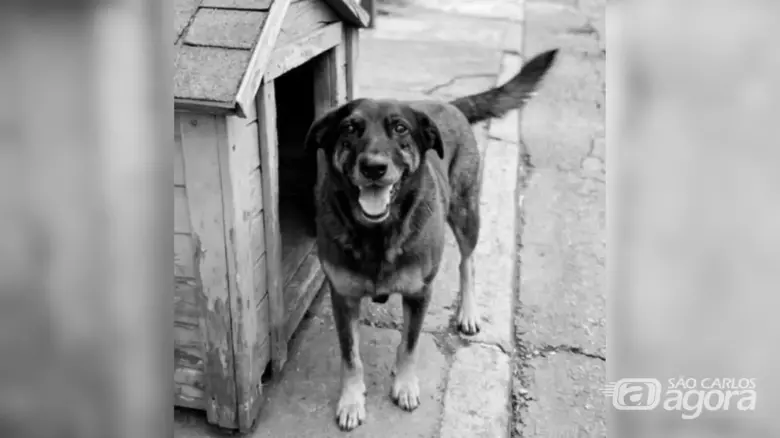 Cão orelha - Crédito: divulgação 