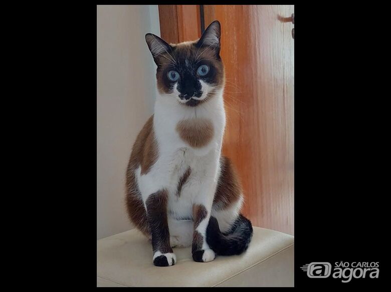 Homenagem da Funerais Pet ao gatinho Dante - 