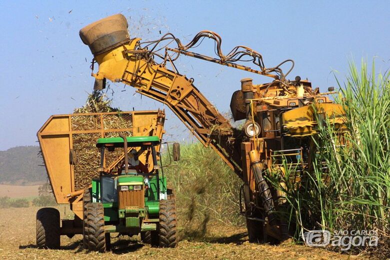 Cana de açúcar: produção de etanol de milho está constante crescimento, concorrendo diretamente com a cultura - Crédito: Agência Brasil