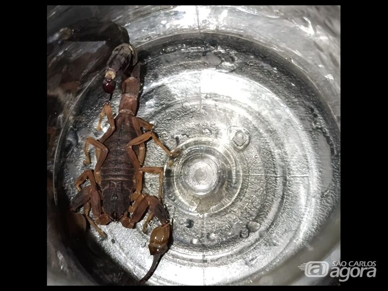 Morador encontra escorpião em casa no Planalto Paraíso -