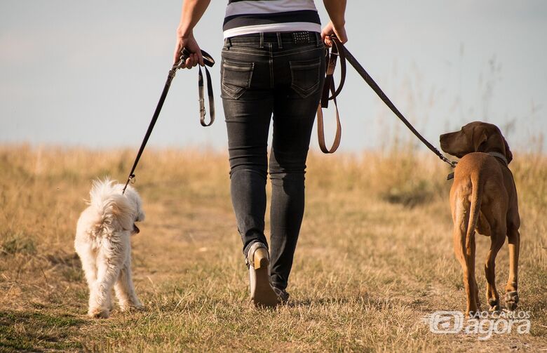 Dog walking (passeadores de cães) - Crédito: Piaxabay