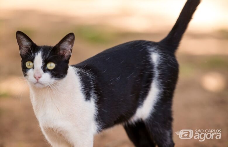 Gato - Crédito: divulgação