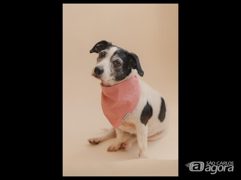 Homenagem da Funerais Pet a cachorrinha Lara -