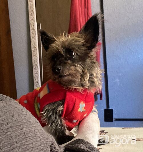 Homenagem da Funerais Pet a cachorrinha Mel - 