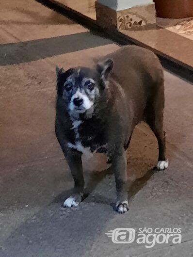 Homenagem da Funerais Pet a cachorrinha Lola - 