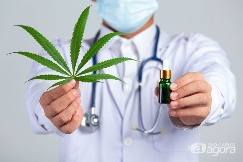 Anvisa discute liberação controlada da produção de cannabis medicinal - 