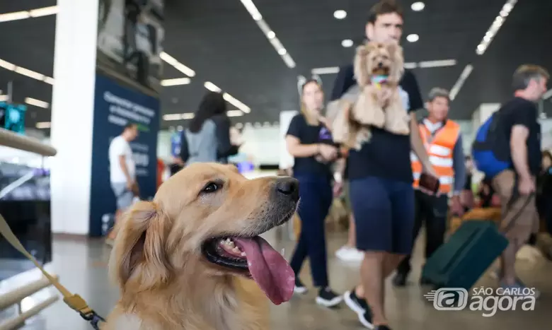 PETs no shopping: novas famílias incluem animais domésticos, que acabam conquistando novos espaços de convívio - Crédito: divulgação