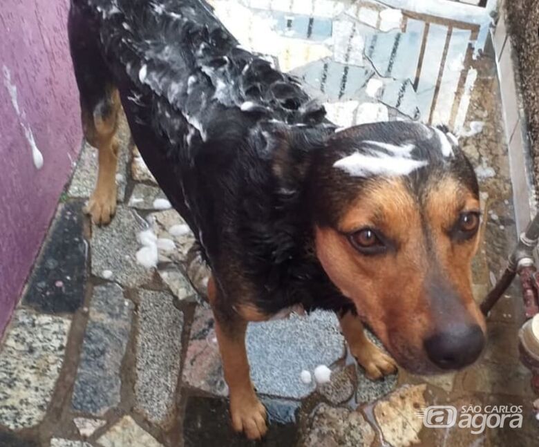 Homenagem da Funerais Pet ao pet Sadaan - 