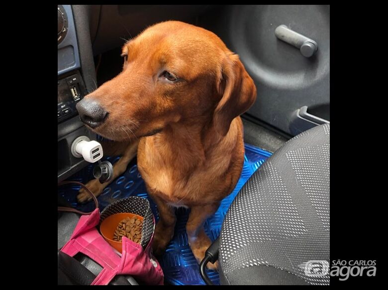 Homenagem da Funerais Pet ao cachorrinho Leo - 