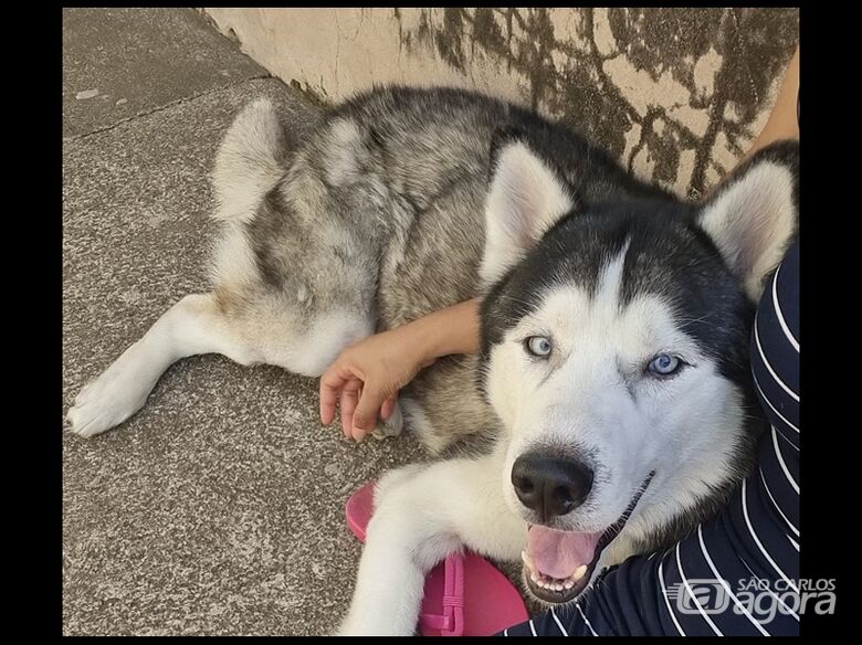 Homenagem da Funerais Pet ao cachorrinho Trovão - 