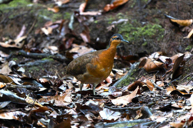 Sururina-da-serra (Foto: Luis Morais) - 
