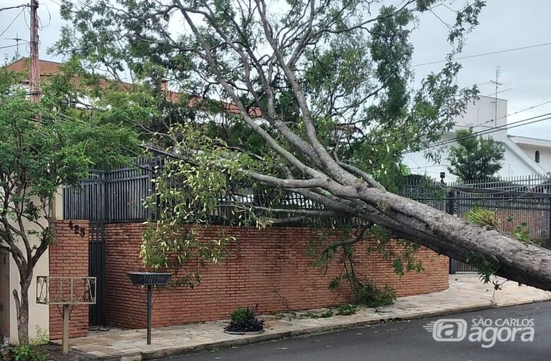 Árvore de grande porte cai sobre residência e interdita rua no Parque Santa Mônica - Crédito: SCA
