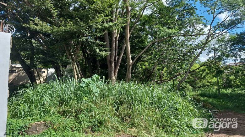 Mato alto favorece aparecimento de cobras, escorpiões e dengue em São Carlos; veja como denunciar - 