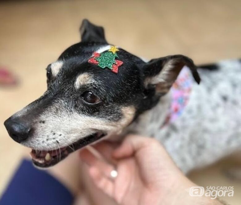 Homenagem da Funerais Pet a cachorrinha Lulu - 