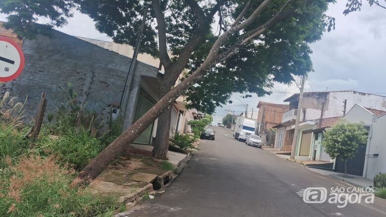 Árvore com risco de queda preocupa moradores no Cidade Aracy - 
