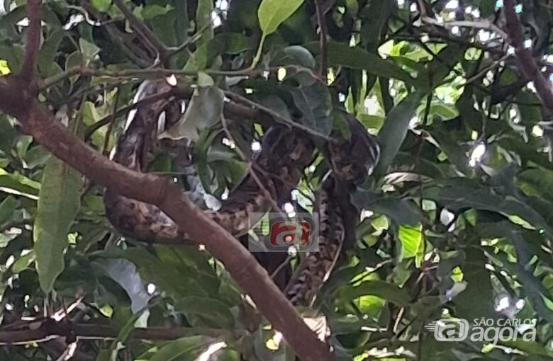 Moradores alertam para presença de jibóias no Romeu Tortorelli - 