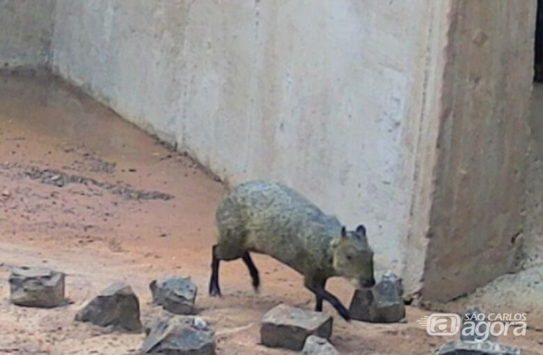 Duplicação da SP-318 em São Carlos inclui monitoramento de fauna por vídeo -