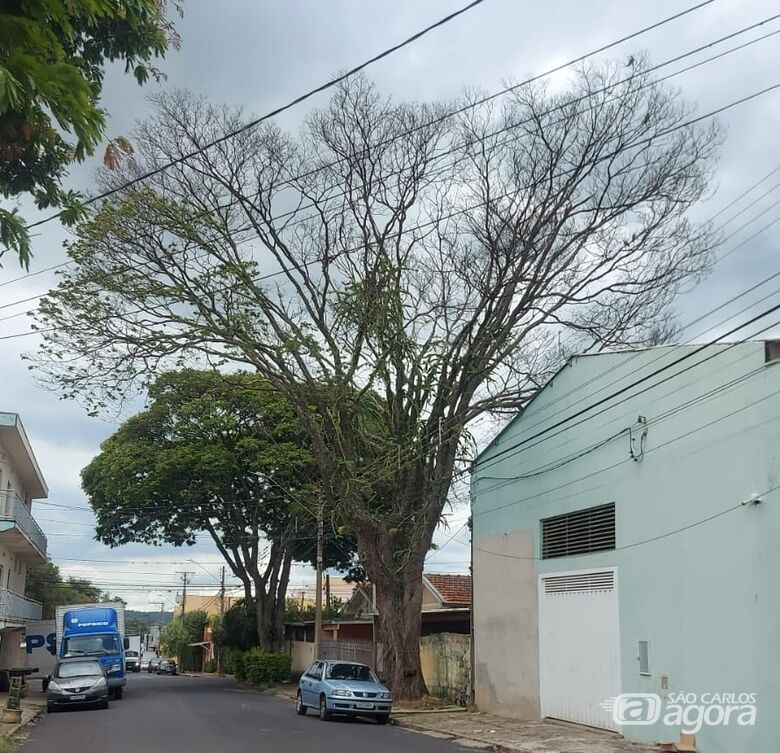 Árvore seca após poda preocupa moradora e ameaça residência na Vila Marina - 