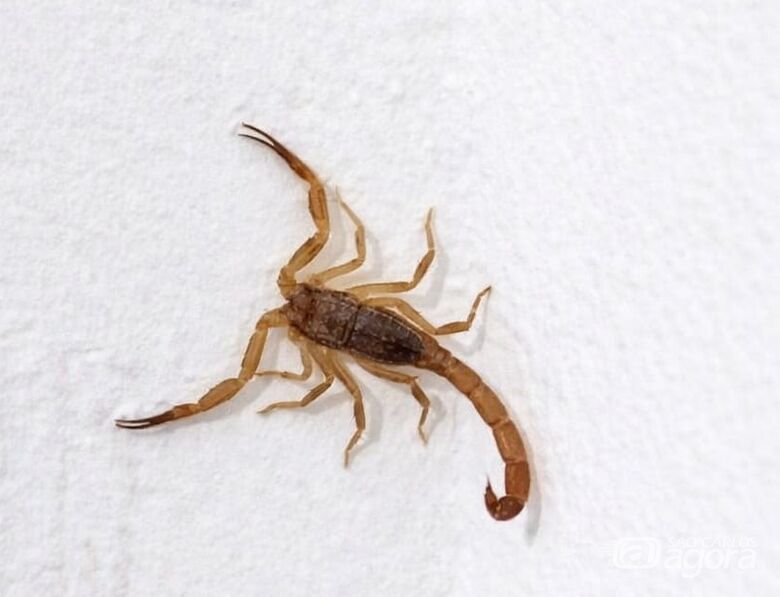 Moradores denunciam infestação de escorpiões no Residencial Jardim das Torre -