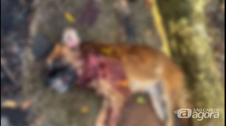 Cães são mortos a tiros em clube e crime revolta moradores na região - Crédito: Foto: Reprodução