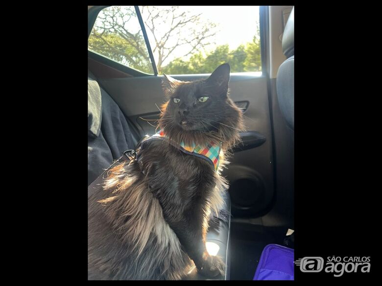 Homenagem da Funerais Pet ao gatinho Arthur - 