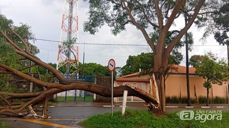 Árvore cai e interdita avenida na entrada do distrito de Água Vermelha  - Crédito: SCA