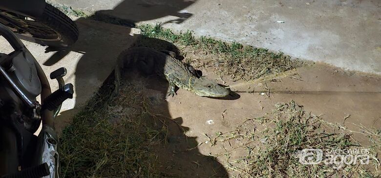 Filhote de jacaré é capturado pela Defesa Civil em bairro de Ibaté -