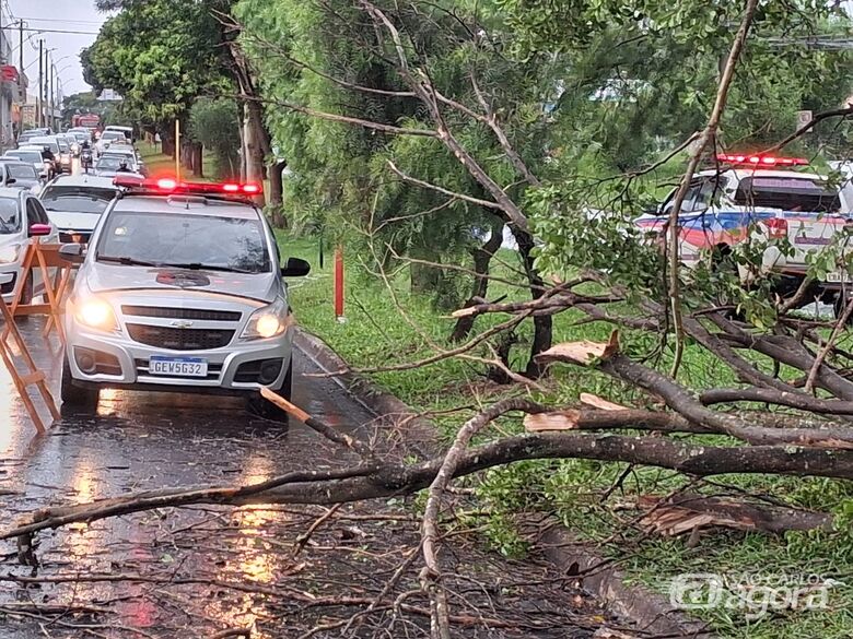 Árvore de pequeno porte cai na avenida Tancredo Neves, no Jardim Botafogo - 