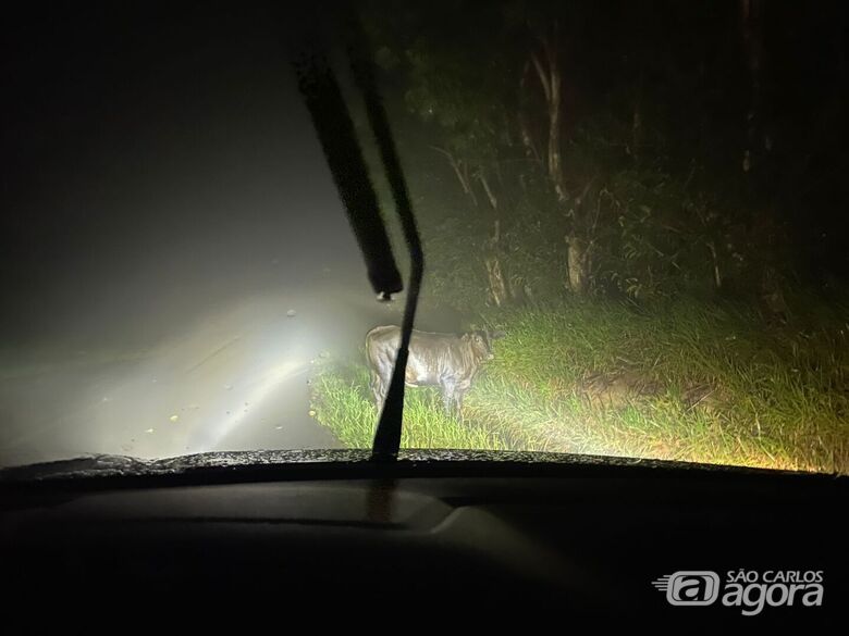 Boi solto na estrada do Broa - Crédito: SCA