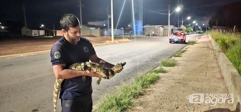 Defesa Civil de Ibaté captura jacaré e jararaca em Ibaté  - Crédito: divulgação 