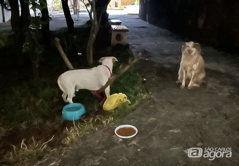 Guarda Municipal atende ocorrência de possível abandono de animais no Tijuco Preto - 