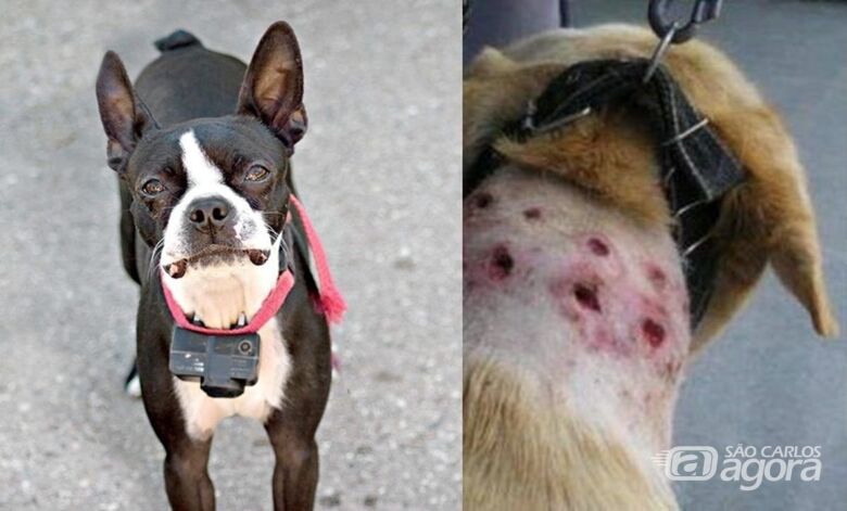 Proibido o uso de coleiras de choque: Projeto de Lei de Elton Carvalho e Bruno Zancheta é aprovado - Crédito: divulgação