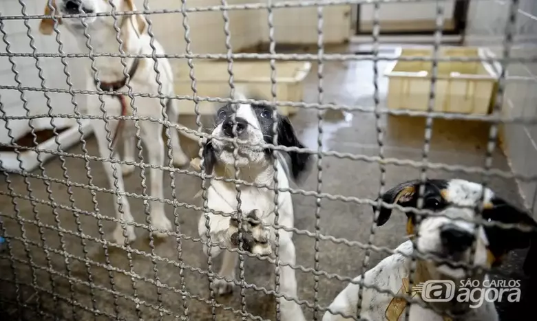 Cães - Crédito: Agência Brasil 