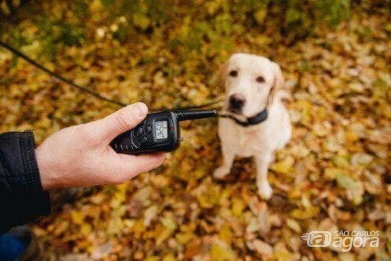 São Carlos pode proibir uso de coleiras de choque e métodos de dor em animas através de Lei de Elton Carvalho e Bruno Zancheta - Crédito: Divulgação