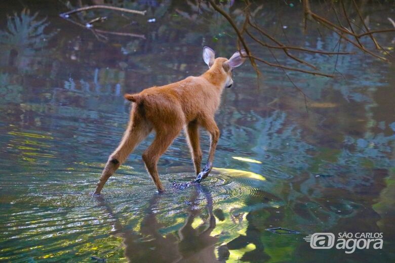 São Carlos lança aplicativo BioRota para monitoramento da fauna - 