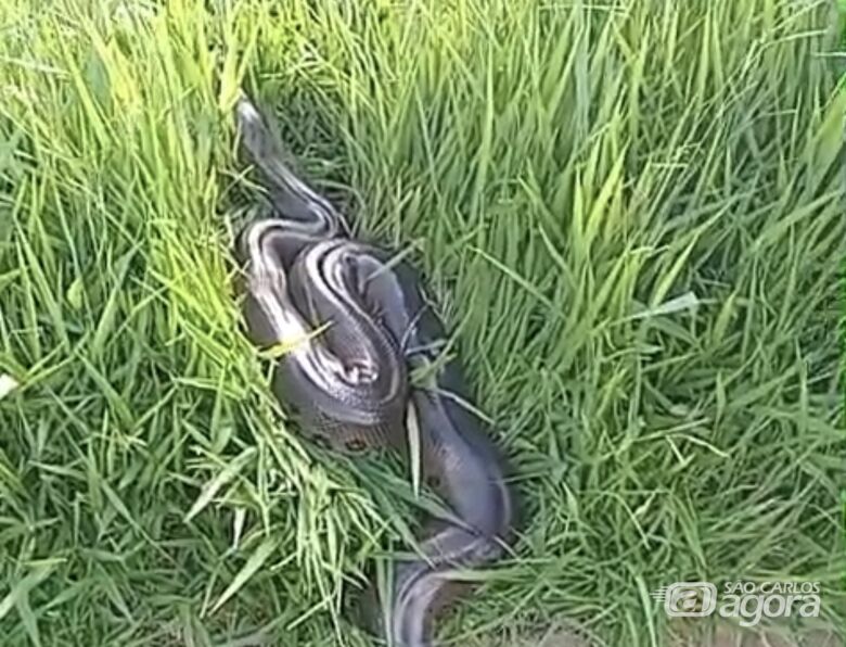 Sucuri de cerca de 4 metros é resgatada ao atravessar rodovia; veja vídeo  - Crédito: SCA