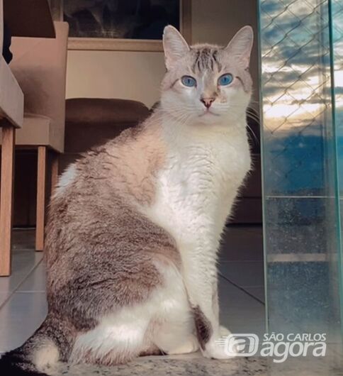 Homenagem da Funerais Pet ao gatinho Theodoro - 